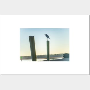 Great Blue Heron on a fishing dock Posters and Art